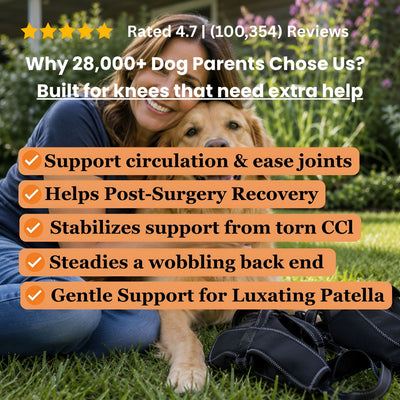 Cumulo Dog Dual Brace