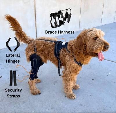 Cumulo Dog Dual Brace