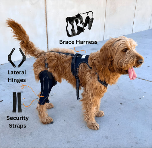 Cumulo Dog Dual Brace